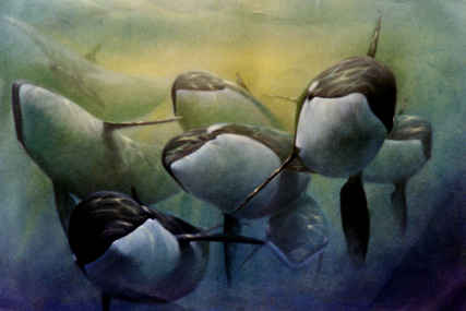 group of young Orcas, pastel on paper